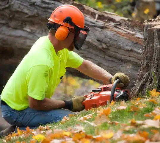 tree services Fort Mitchell